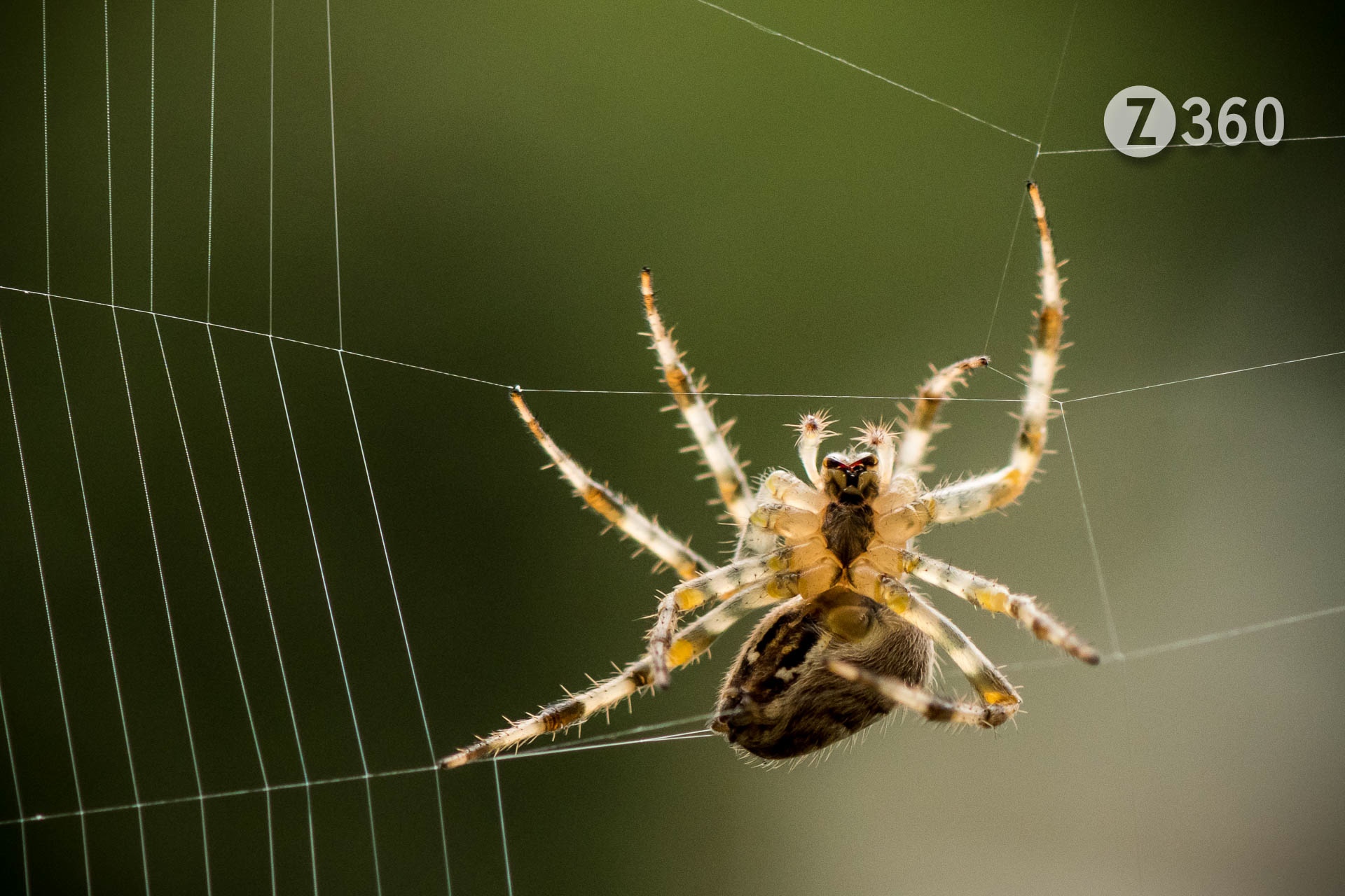 Aka European garden spider, Diadem spider, or Cross Orb-weaver Spider
