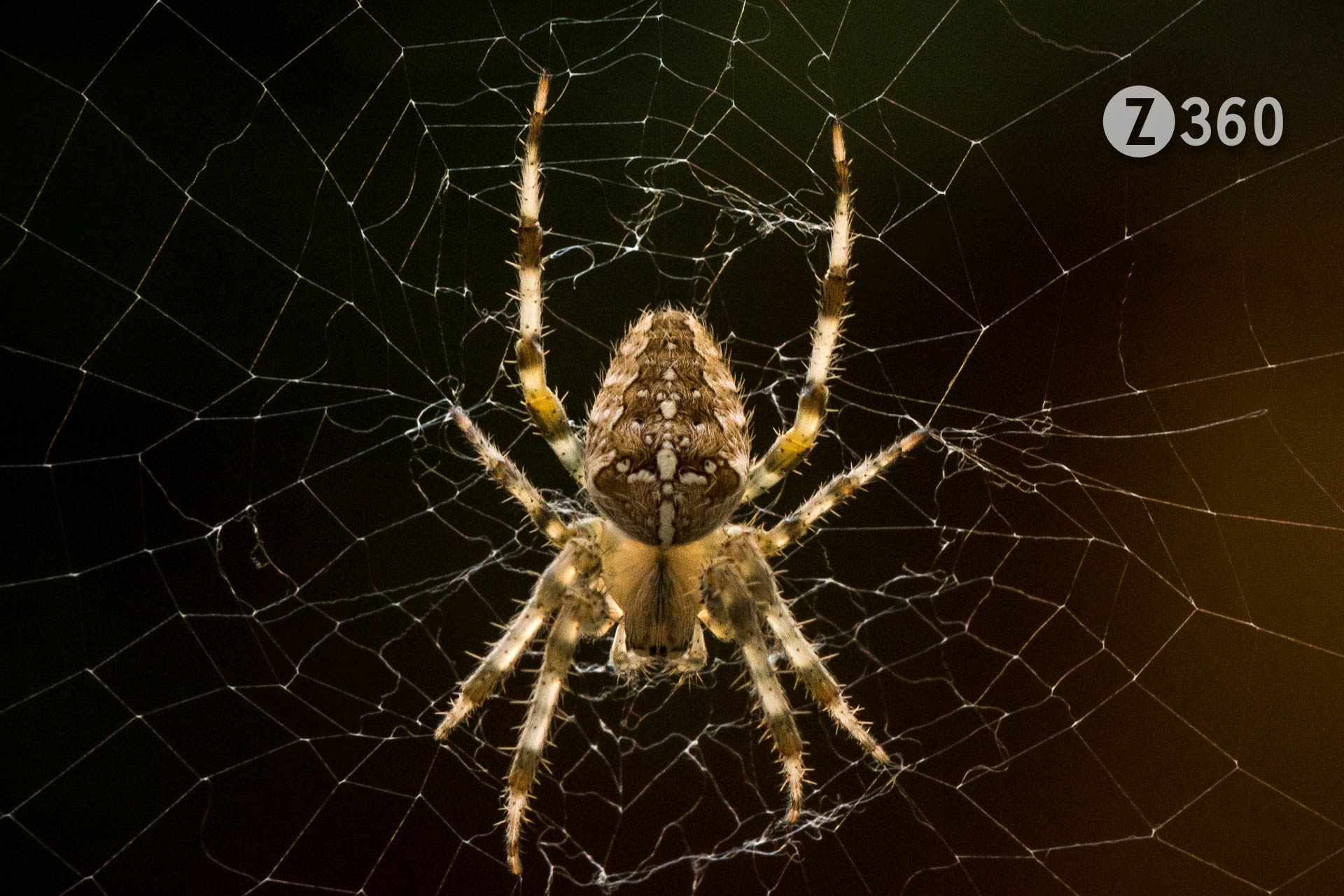 Aka European garden spider, Diadem spider, or Cross Orb-weaver Spider