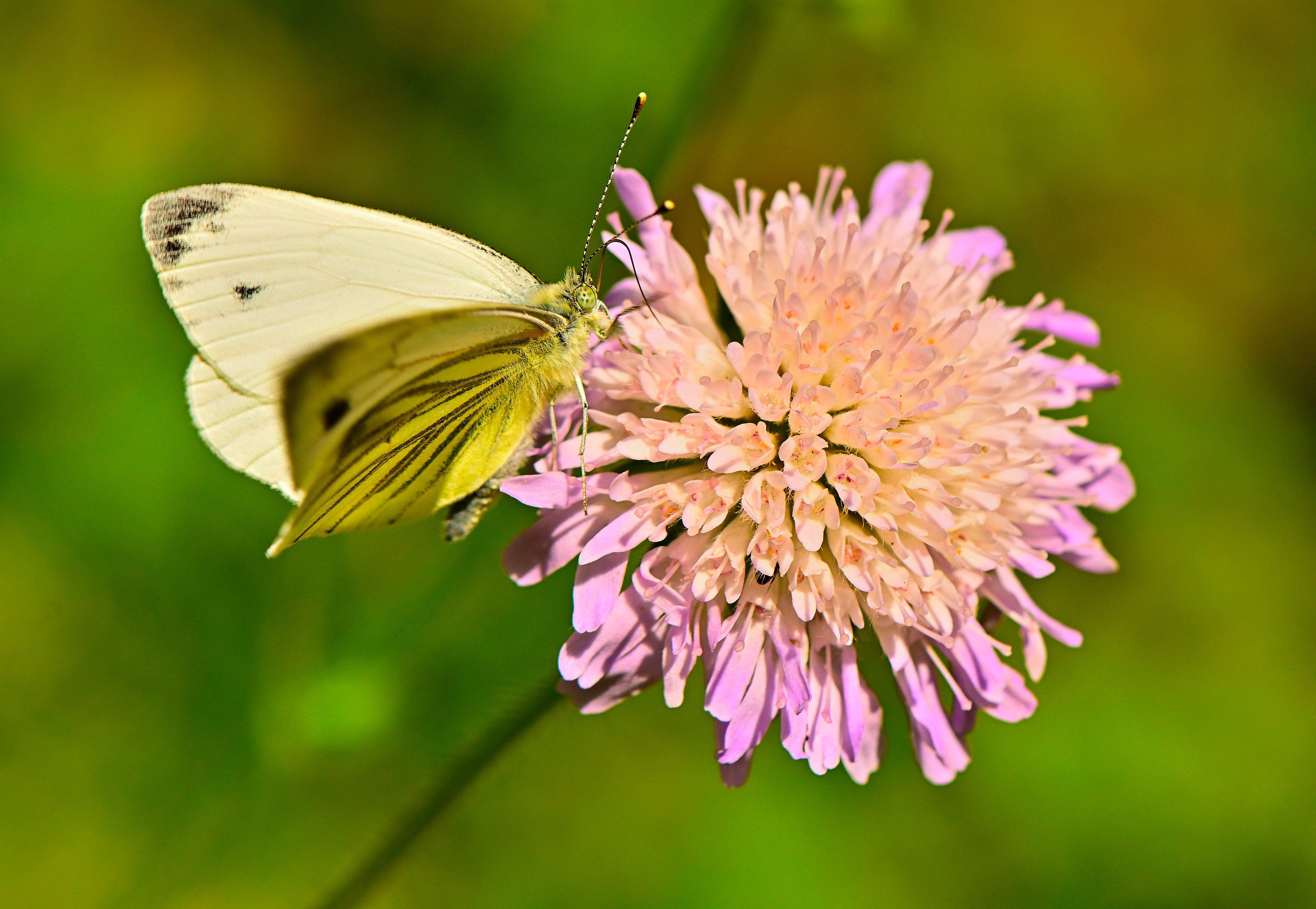 aka Small Cabbage White