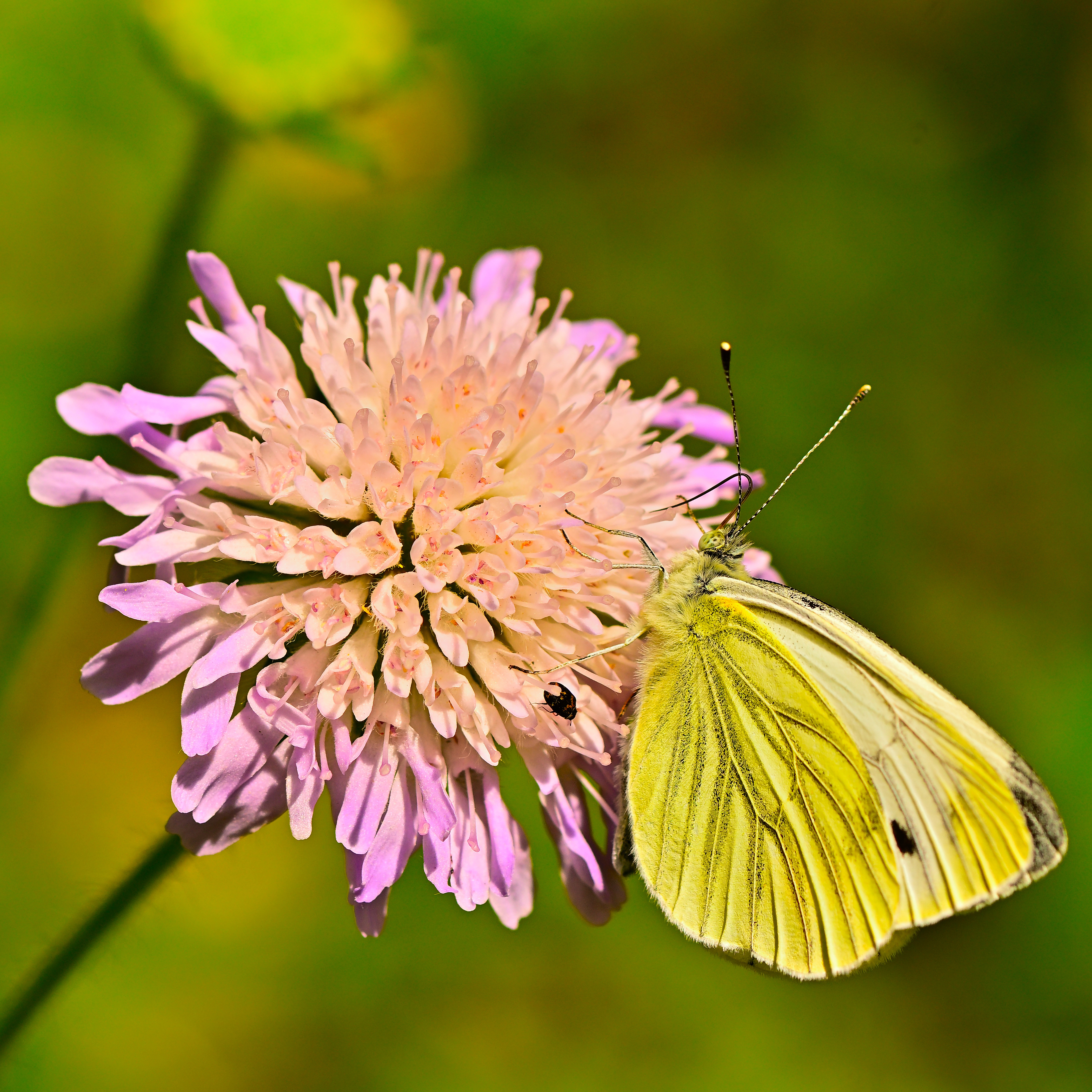 aka Small Cabbage White