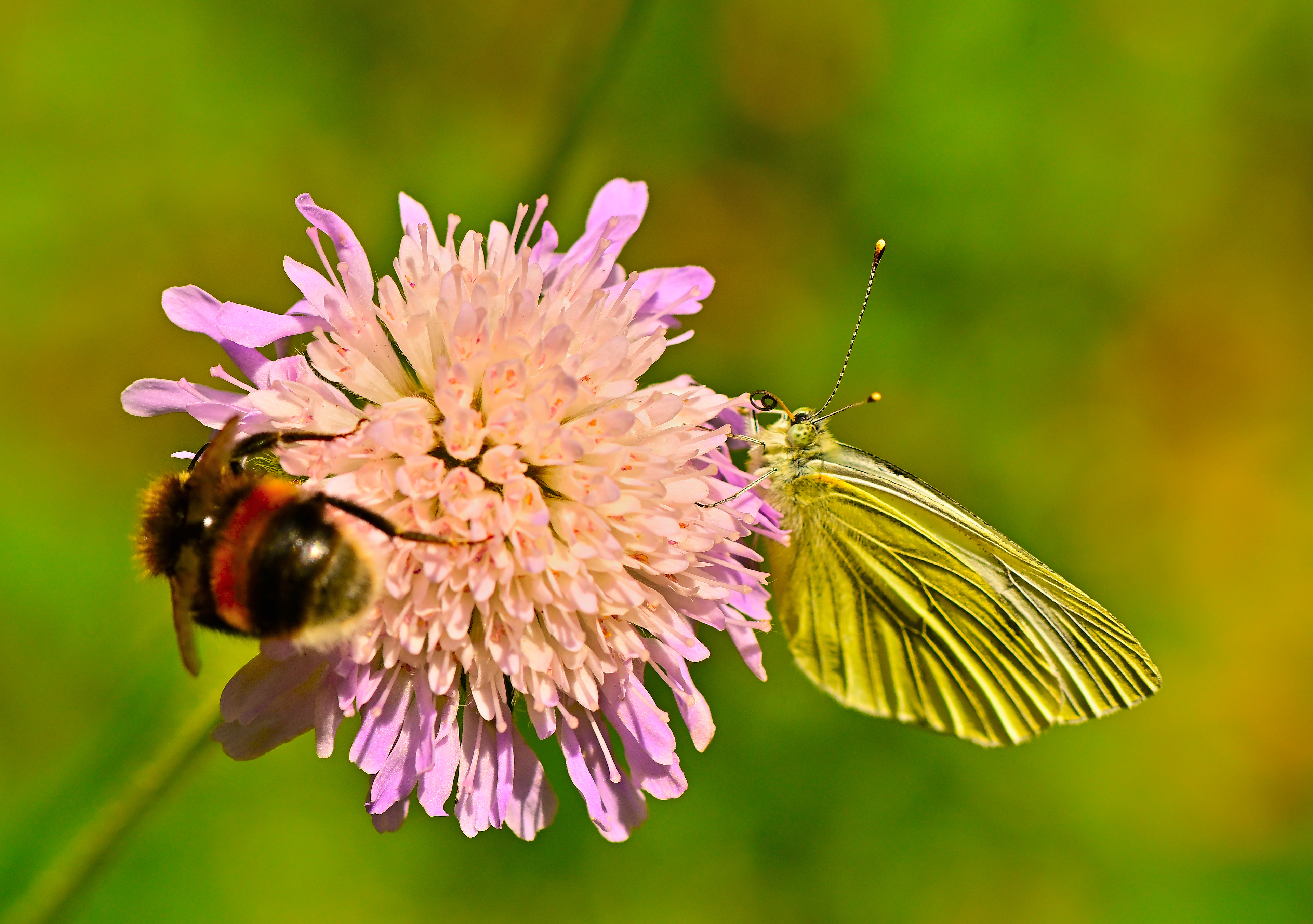 aka Small Cabbage White
